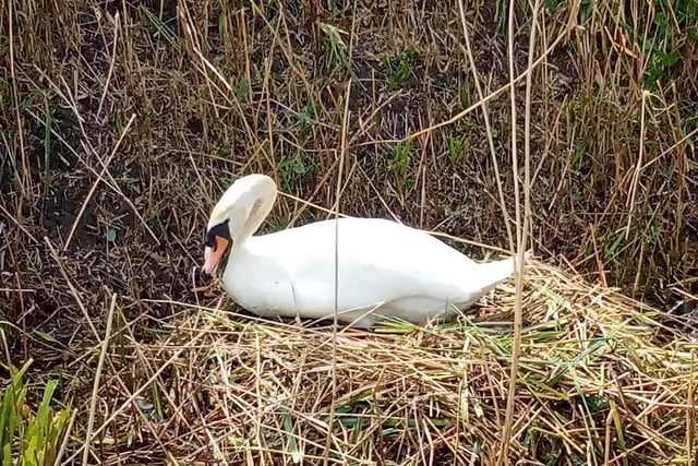 A swan nesting by the side of the cycle path at Langney, taken by Kelvin Luscombe with a Sony Xperia