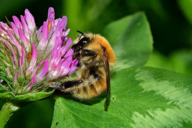 The brown-banded carder bee