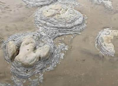Dinosaur footprints on Bexhill beach. Picture: Vicky Ballinger
