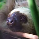 A zoo in Sussex is calling for support to help save sloths in the wild, after witnessing the electrocution of a sloth in Costa Rica. Picture: Drusillas