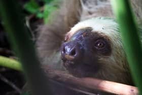 A zoo in Sussex is calling for support to help save sloths in the wild, after witnessing the electrocution of a sloth in Costa Rica. Picture: Drusillas