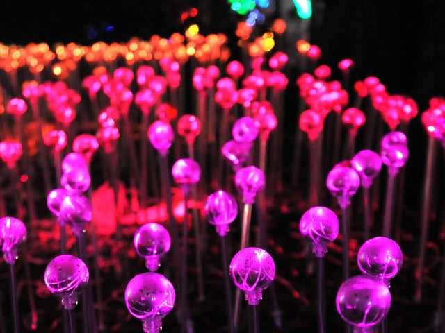 Cowdray Christmas Lights, Midhurst. Pic S Robards SR2212011