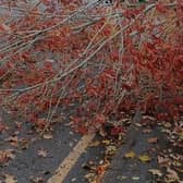 A large tree has fallen on a road near St Johns Park, Burgess Hill | Simone Hustwayte Angel