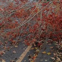Mid Sussex road blocked due to fallen tree
