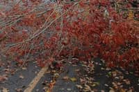A large tree has fallen on a road near St Johns Park, Burgess Hill | Simone Hustwayte Angel