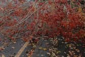 A large tree has fallen on a road near St Johns Park, Burgess Hill | Simone Hustwayte Angel
