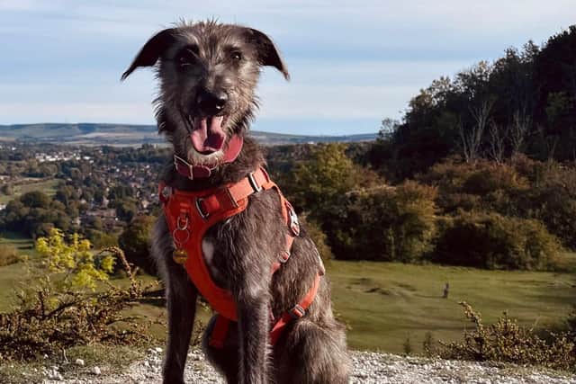 Brindle lurcher Bonnie at the chalk pits. Photo: David Osborne