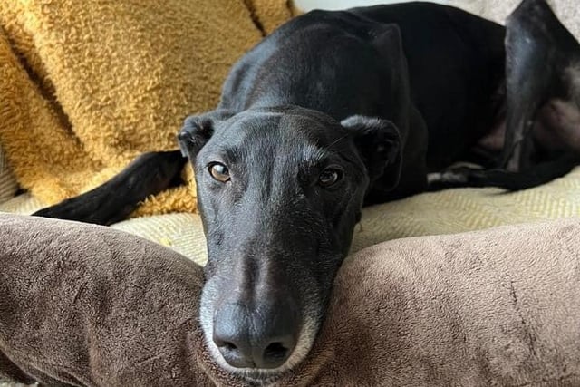 Ed is very friendly boy who is great with people and other dogs when out walking on a lead. However, he would be best suited to being the only dog in the home. He is at his happiest when asleep on the sofa, close to his human.