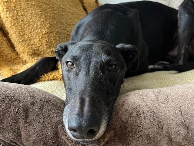 Ed is very friendly boy who is great with people and other dogs when out walking on a lead. However, he would be best suited to being the only dog in the home. He is at his happiest when asleep on the sofa, close to his human.