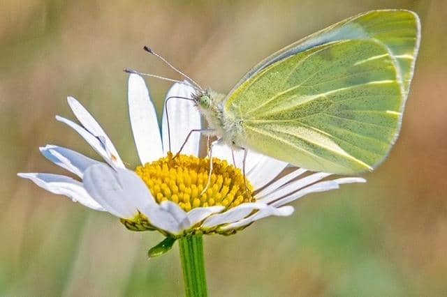 Wildlife in Combe Valley Country Park