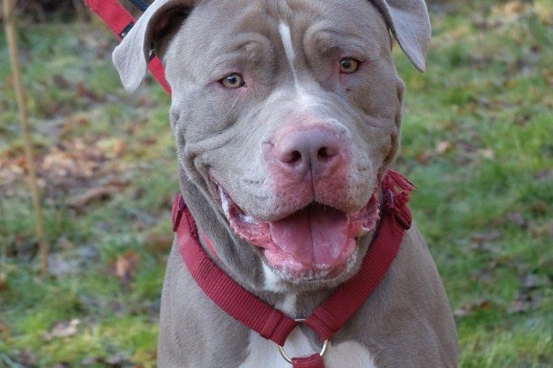 Rico is a friendly XL Bully who lost his home through no fault of his own. He a big dog who is full of fun and popular with walkers at the rescue. He can be strong, but he walks well and is very manageable.