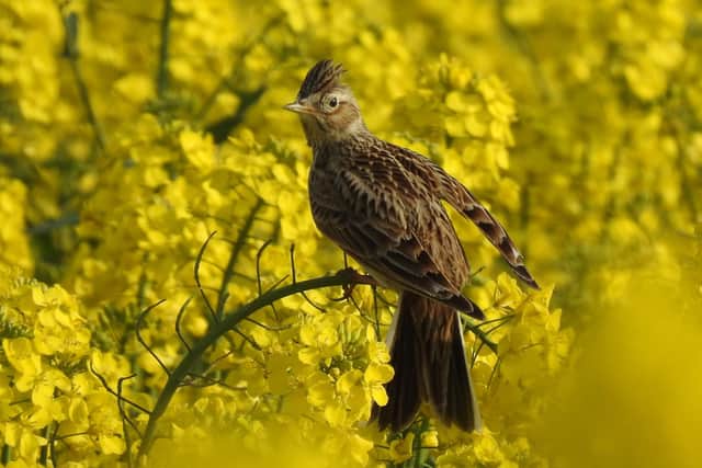 Skylark in South Downs (Photo: Sara Humphrey)