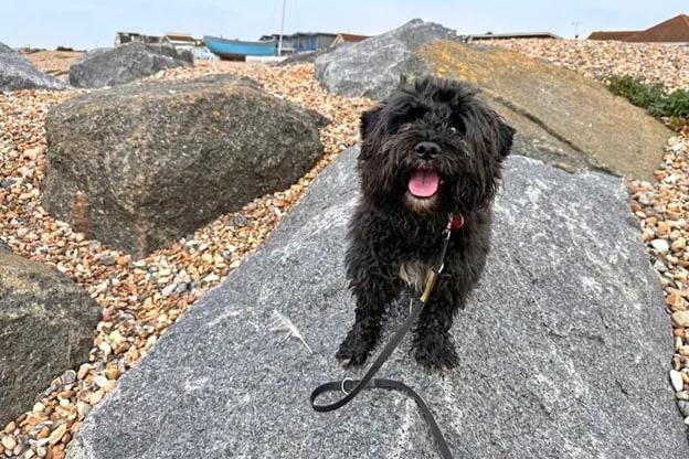 Dogs Trust says Woody is 'certainly one of a kind'. While he’s only a small chap, his larger-than-life character lights up a room. Don’t let Woody’s age fool you, he has plenty of energy and loves to keep busy! When he’s not showing off all his amazing tricks to his favourite people, Woody enjoys playing a game of tug or fetch with a cuddly toy or sniffing about on adventures. It may take some time and patience before you’ve earned Woody’s trust, but getting to know him will be worth your wait.