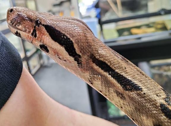 Barnaby the five foot common boa. Picture: RSPCA.