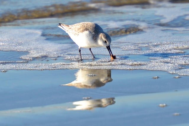 Judges said: 'Lovely winter capture along the shoreline of one of our often overlooked wading birds'.