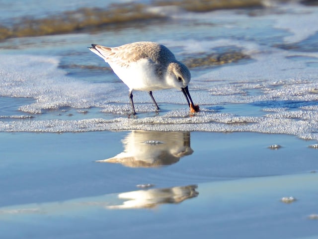Judges said: 'Lovely winter capture along the shoreline of one of our often overlooked wading birds'.