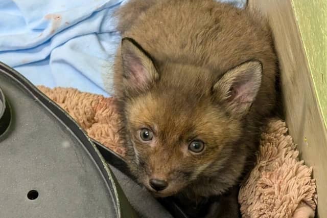Fox cub