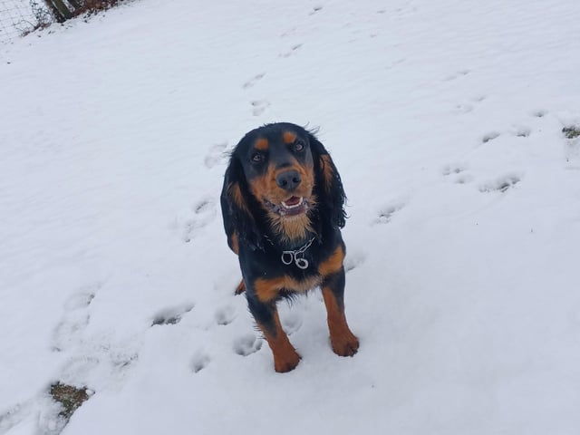 Waggy tails all round as snow hit Cowdray Park