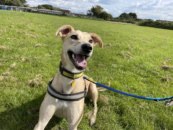 Lurcher Harry is looking for his forever home