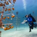 Jennifer Adler, Corals for the Future. Climate of Change Award