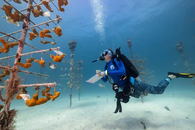 Jennifer Adler, Corals for the Future. Climate of Change Award