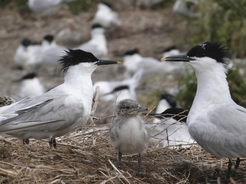 Sandwich terns. Photo: David KinchinSmith / RSPB / the Press Association