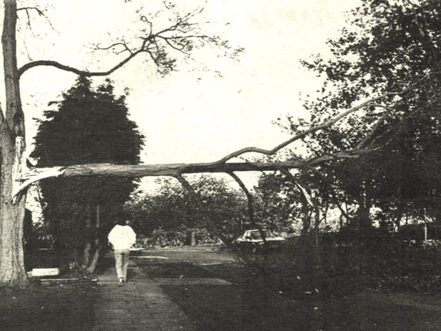 Little Crabtree - Great Storm 1987 - Crawley