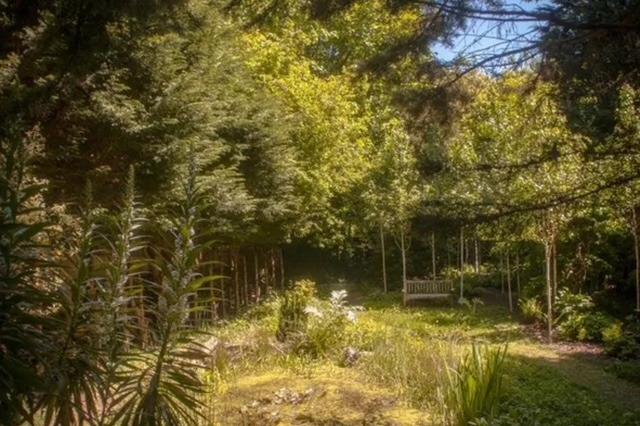 Wooded garden area