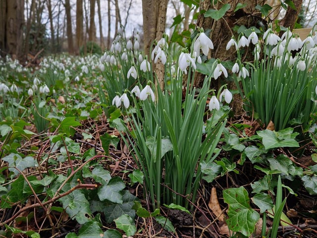Snowdrops at Pembury House in Clayton