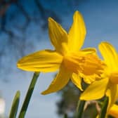 The daffodil: the symbol of Wales.
