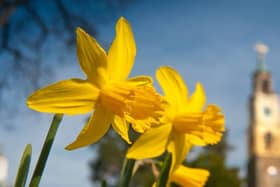 The daffodil: the symbol of Wales.