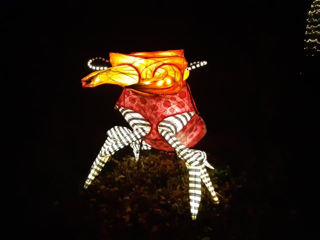 An enchanting winter lantern trail at Wakehurst Place