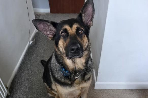 Trigger is described as 'an absolutely fantastic boy'. He adores human company and is brilliant with other dogs. He suffers from a little separation anxiety if left for more than an hour or two, so he is looking for a home where someone is around most of the time. Trigger is very playful and would love a canine companion in his new home. Arundawn said he is also good with children but isn't suitable to live with cats. He has a history of skin problems and ear infections, and is currently overweight.