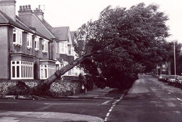 A fallen tree.