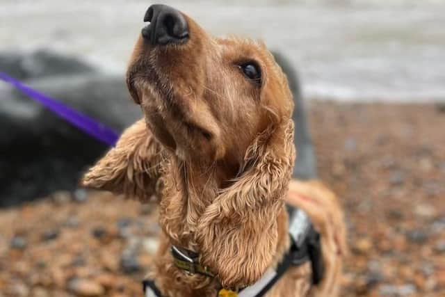Mikey, a cocker spaniel at Dogs Trust Shoreham, is looking for a new home.