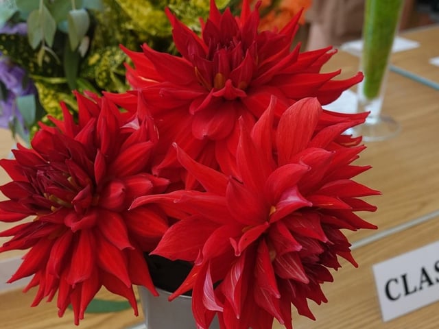 The best dahlia grown by an East Preston or Kingston resident, won by Colin Crane