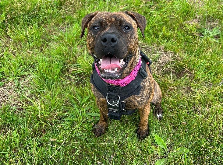 Nessy is a very energetic girl who is looking for a family to share her adventures with. She arrived at the RSPCA very nervous of new people and was extremely touch sensitive which caused difficulty for vet handling. She has since formed strong bonds with her handlers and, through lots of positive training, she has learnt to be more accepting of touch and handling. She will need owners who are experienced with positive reinforcement based training who can continue building her confidence. Ness has been described by the RSPCA as 'a very sweet girl' who, once bonded with you, loves to be in your company. The charity added: "She has won over the hearts of all at Mount Noddy as she is such a joy to train. Ness thinks toys are the best thing in the world and becomes over enthusiastic when shes sees them. Due to this, she will need to be the only dog in the home so she doesn’t have to share. Ness has some allergies so will need a special diet and ongoing medical treatment for this.