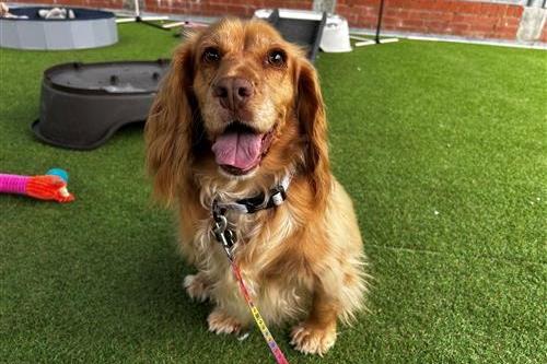 Doris is a timid young dog who is currently receiving extra behavioural support and is not ready for rehoming yet. Once she's ready for adoption, she'll be seeking a family who are understanding of the support she requires to help her build confidence. She will need a quiet home with her own secure garden. Doris is worried by people she doesn’t know, particularly men, and cannot live with children. However, she is incredibly affectionate, bouncy and playful with people she trusts. Doris is sociable with other dogs and may benefit from living with another canine if well-matched. Potential adopters will need to visit the centre on several occasions to allow Doris to feel comfortable around them.