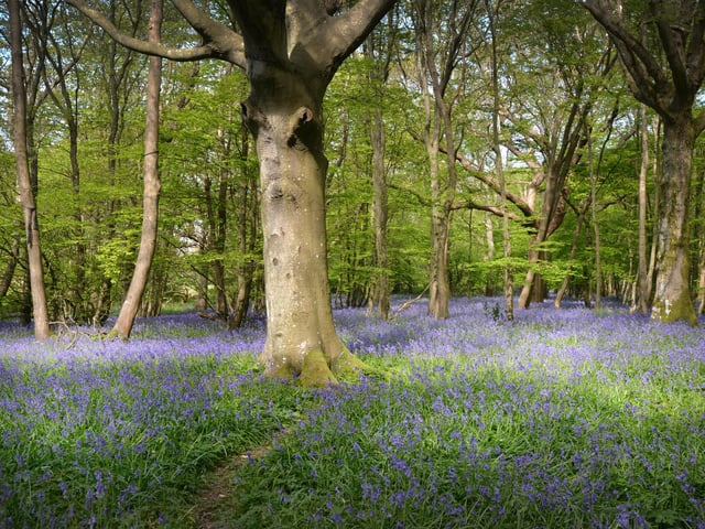 Arlington Bluebell Walk 2024. Photo taken on April 30.