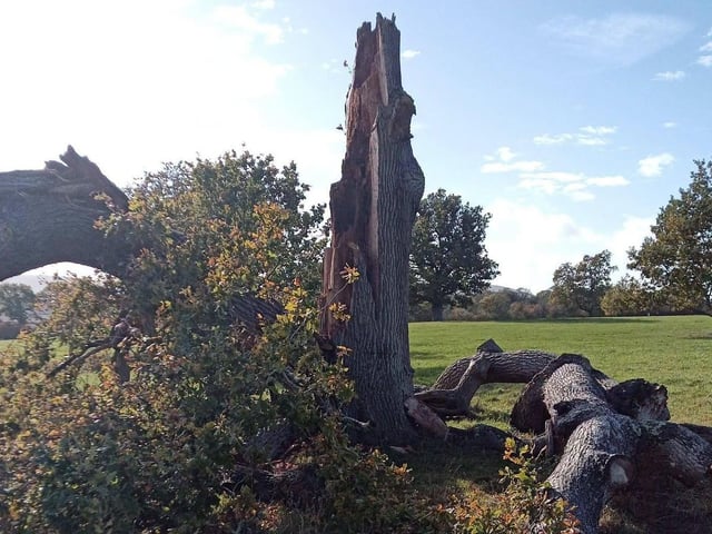 The fallen Oak tree | Burgess Hill Town Council