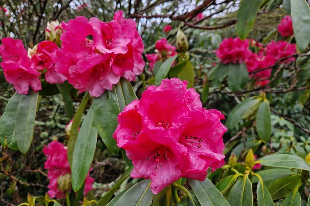 A new study says Wealden and Lewes are in the top three areas in Sussex to be a gardener. Photo: Lawrence Smith, Iconic Media Group