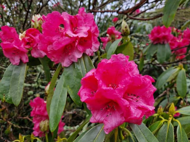 A new study says Wealden and Lewes are in the top three areas in Sussex to be a gardener. Photo: Lawrence Smith, Iconic Media Group