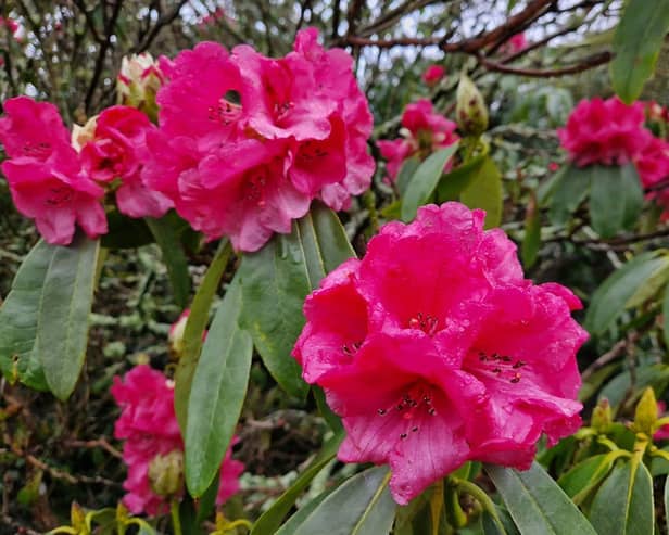 A new study says Wealden and Lewes are in the top three areas in Sussex to be a gardener. Photo: Lawrence Smith, Iconic Media Group