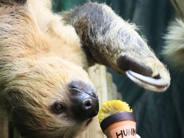 Echo the Sloth trying her 'Hunny'