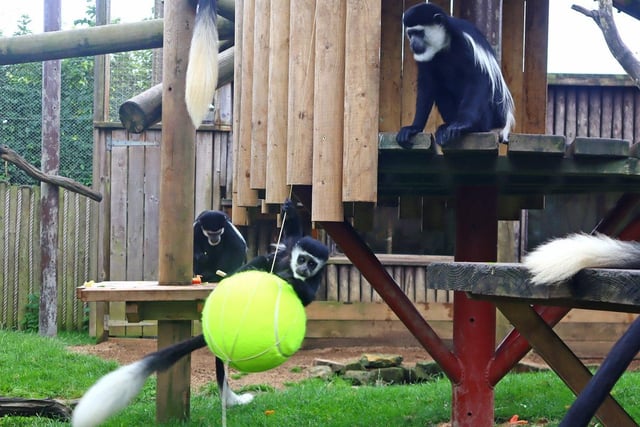 The zoo’s group of colobus monkeys were given a new swing in the shape of a giant tennis ball.