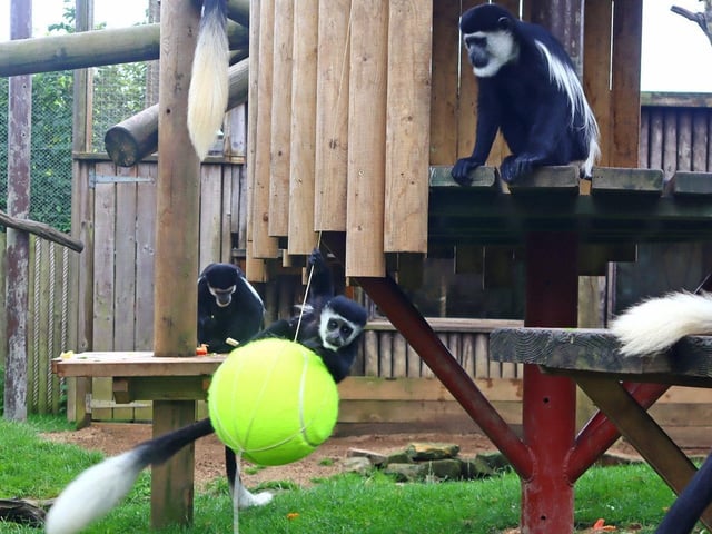 The zoo’s group of colobus monkeys were given a new swing in the shape of a giant tennis ball.