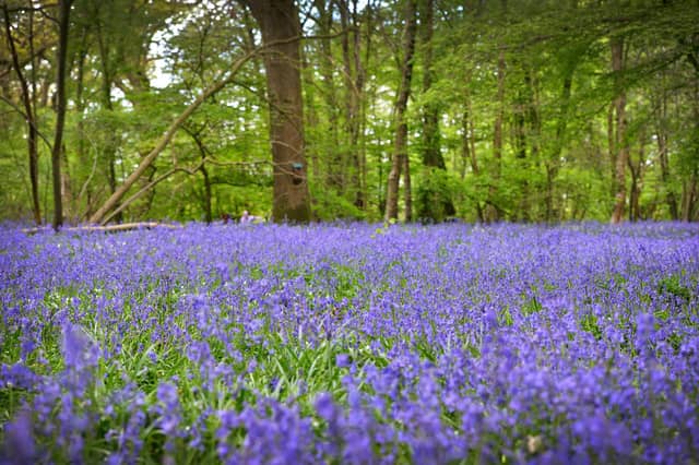 Arlington Bluebell Walk 2022 at Bates Green Farm, Tye Hill Road.