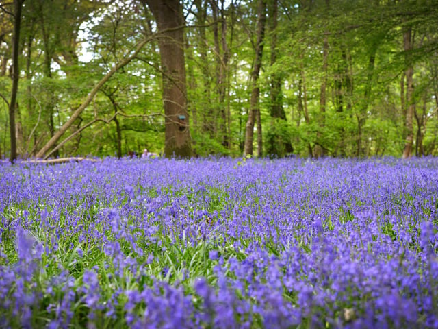 Arlington Bluebell Walk 2022 at Bates Green Farm, Tye Hill Road.