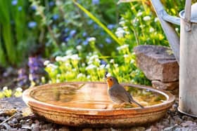 A robin in a garden (Photo: Woodland Trust)