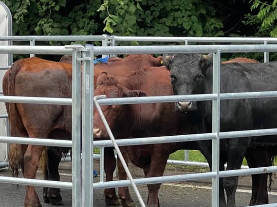 Photos suggest the lifestock is largely unharmed.